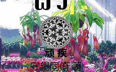 《顽疾》