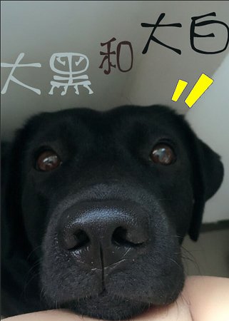 《大黑和大白》